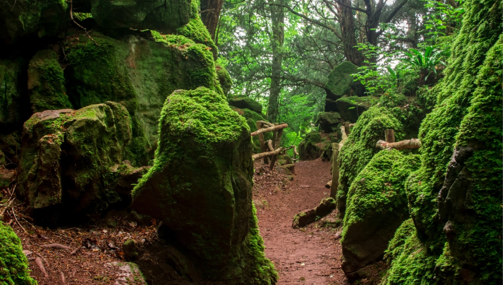 Forest of Dean Sculpture Trail