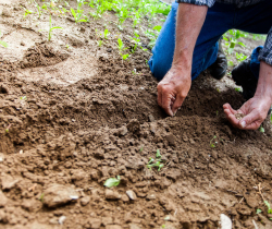 Sowing seeds into the ground avoiding injury