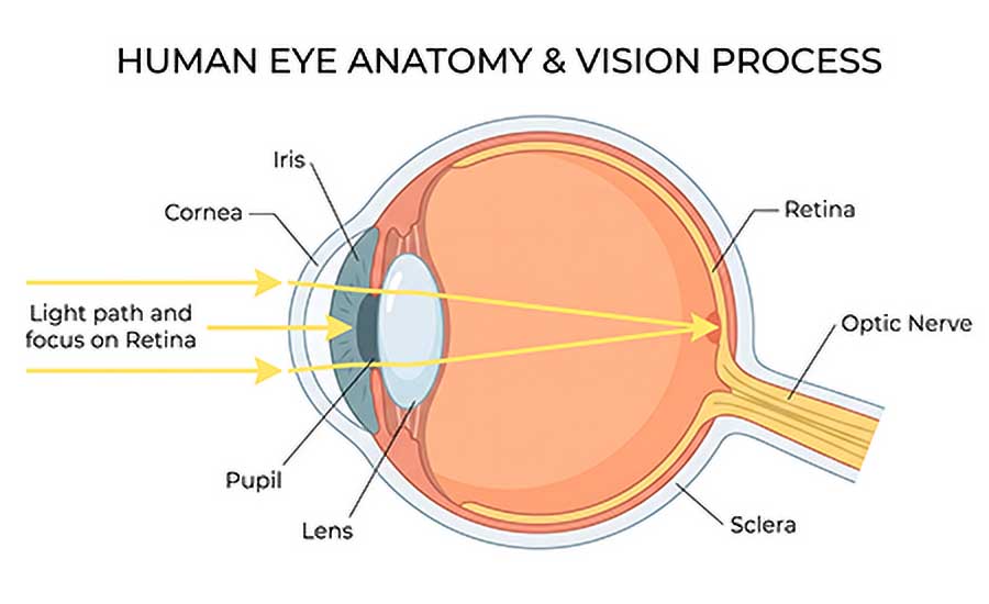 Cross-section diagram of the human eye showing how vision works. Labelled parts include the cornea, iris, pupil, lens, retina, optic nerve and sclera. Yellow arrows trace the path of light entering through the front of the eye and focusing on the retina at the back.