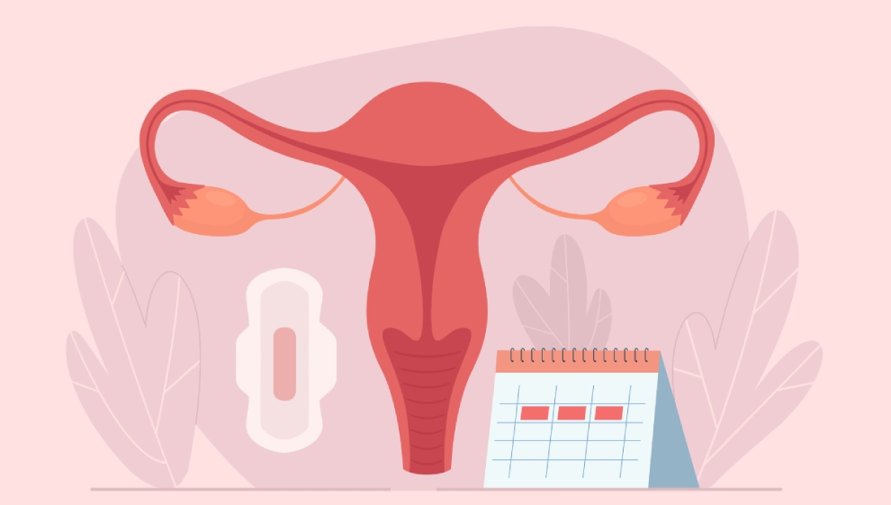 What is the menstrual cycle?