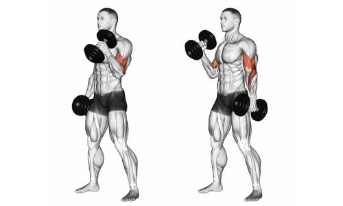 Dumbbell curls for bigger biceps