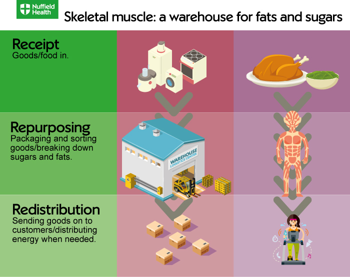 Skeletal Muscle Metabolism