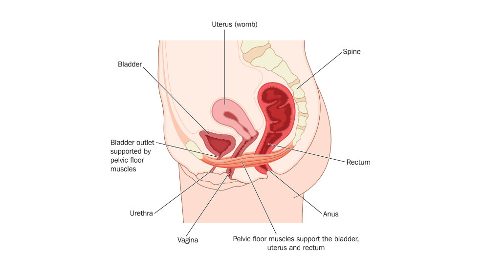 Pelvic floor muscles