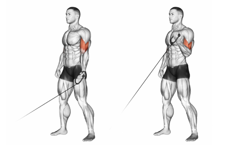 One arm cable curls for bigger biceps