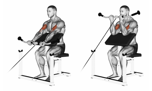 Cable preacher curls for bigger biceps