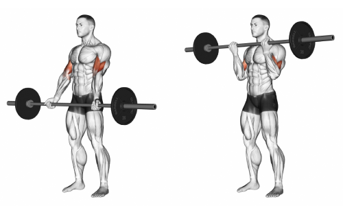 Barbell curls for bigger biceps