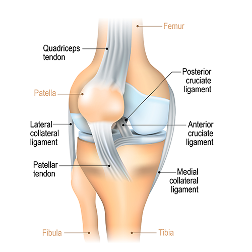 The ligaments of a healthy knee.