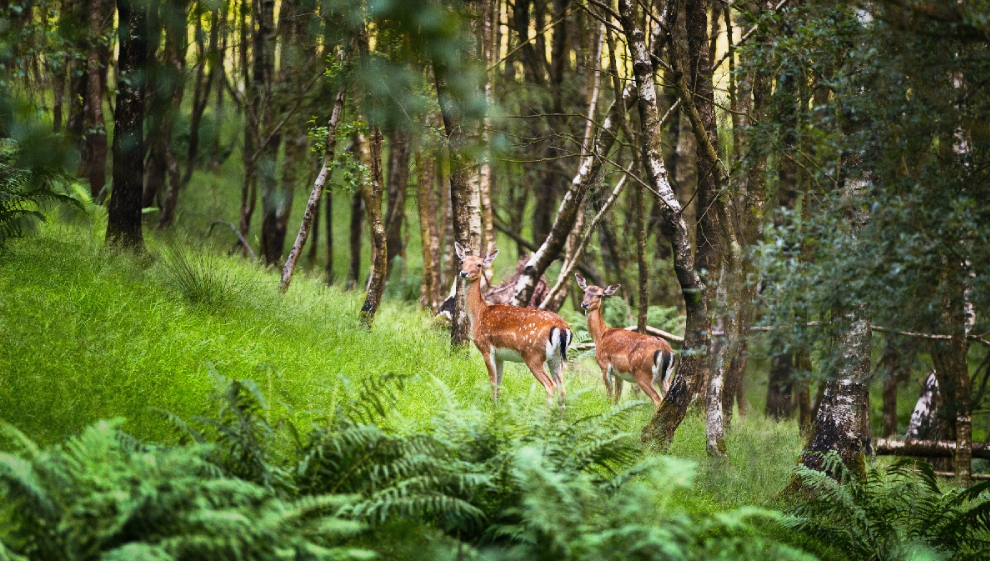 Cannock Chase Country Park